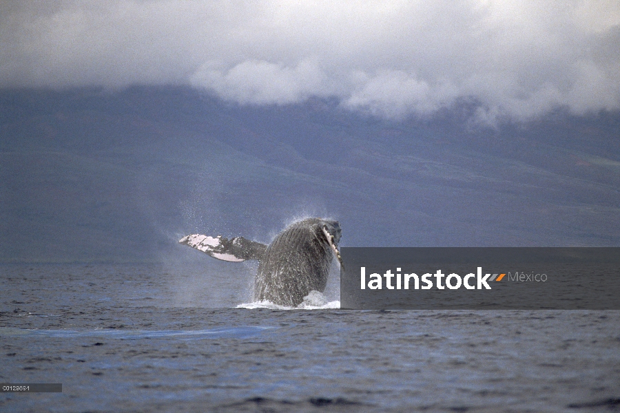 Ballena jorobada (Megaptera novaeangliae) violar, Maui, Hawaii - aviso deberá acompañar la publicaci