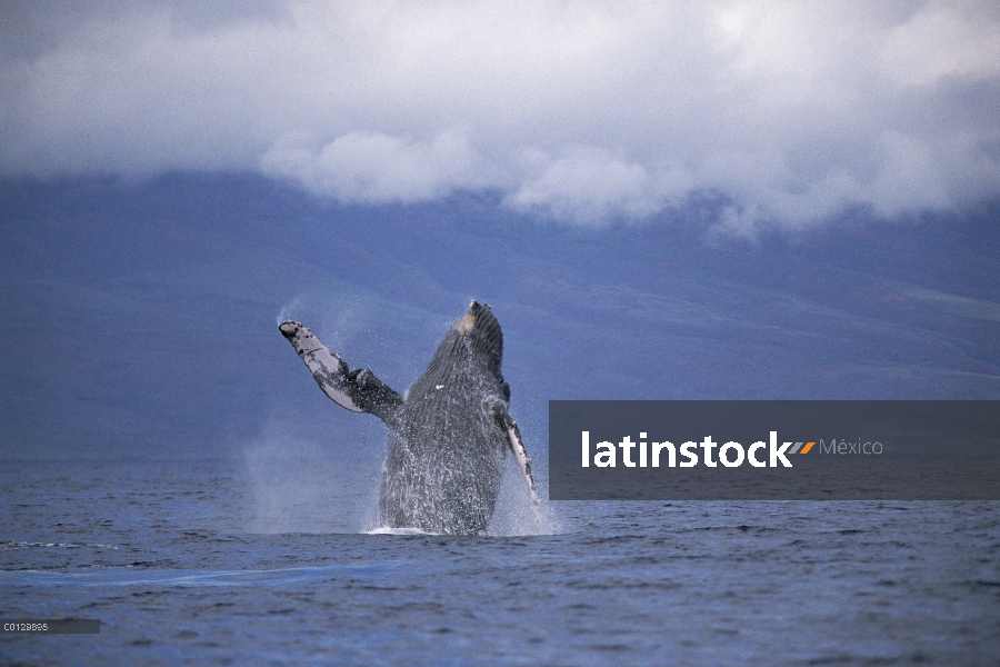 Ballena jorobada (Megaptera novaeangliae) violar, Maui, Hawaii