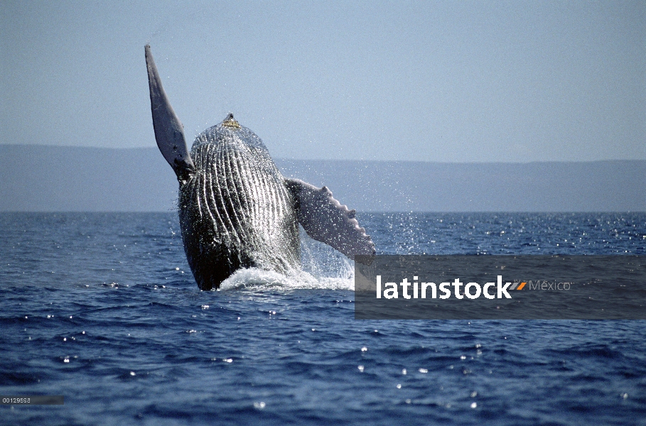 Ballena jorobada (Megaptera novaeangliae) violar, Maui, Hawaii - aviso deberá acompañar la publicaci