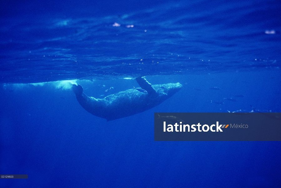 Ballena jorobada (Megaptera novaeangliae) pod nadando bajo el agua, Maui, Hawaii - aviso deberá acom