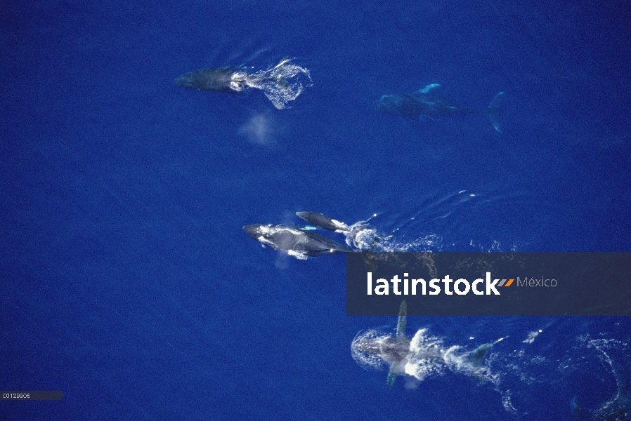 Machos de ballena jorobada (Megaptera novaeangliae) compitiendo para viajar mujeres solo con becerro