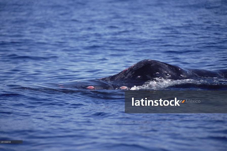 Aleta dorsal de la ballena jorobada (Megaptera novaeangliae) ensangrentada de batalla sobre mujer, M