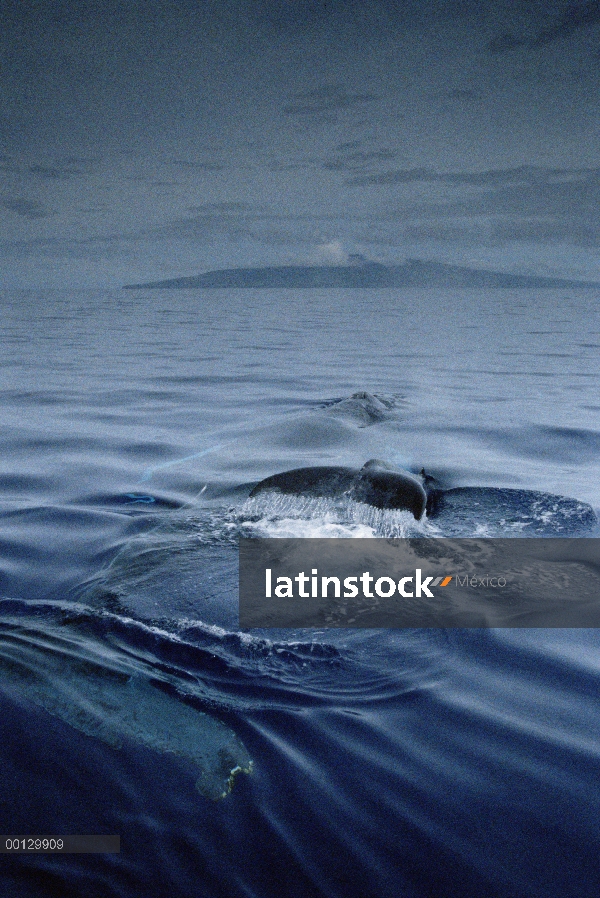 Ballena jorobada (Megaptera novaeangliae) madre y el becerro, Maui, Hawaii - aviso deberá acompañar 