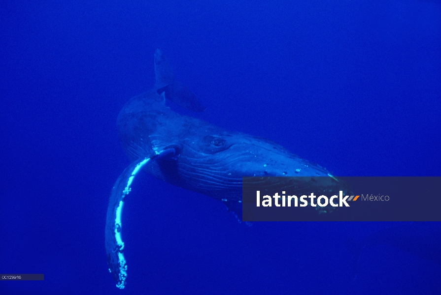 Ballena jorobada (Megaptera novaeangliae) nadar bajo el agua, Maui, Hawaii - aviso deberá acompañar 