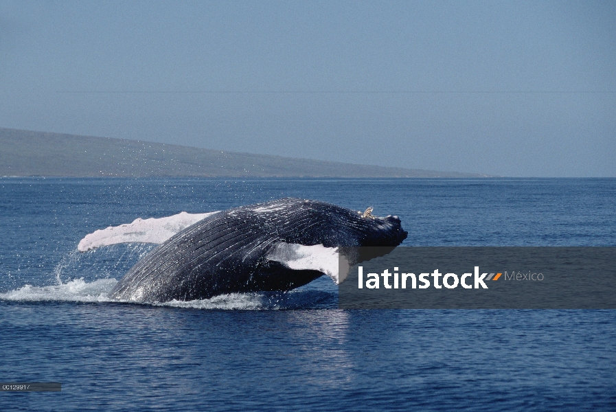 Ballena jorobada (Megaptera novaeangliae) violar, Maui, Hawaii - aviso deberá acompañar la publicaci