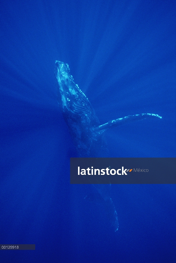 Ballena jorobada (Megaptera novaeangliae), Maui, Hawaii - aviso deberá acompañar la publicación; Fot