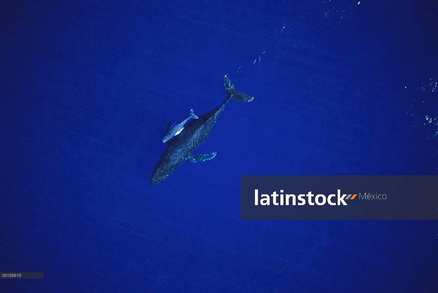 Ballena jorobada (Megaptera novaeangliae) y el joven becerro, Maui, Hawaii - aviso deberá acompañar 