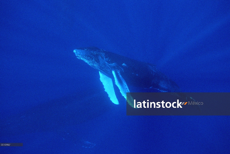 Ballena jorobada (Megaptera novaeangliae) ternero curioso seguido de madre protectora, Maui, Hawaii 