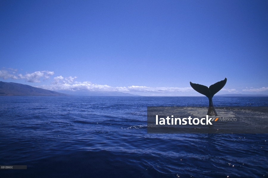 Cola de ballena jorobada (Megaptera novaeangliae) lob, Maui, Hawaii - aviso deberá acompañar la publ