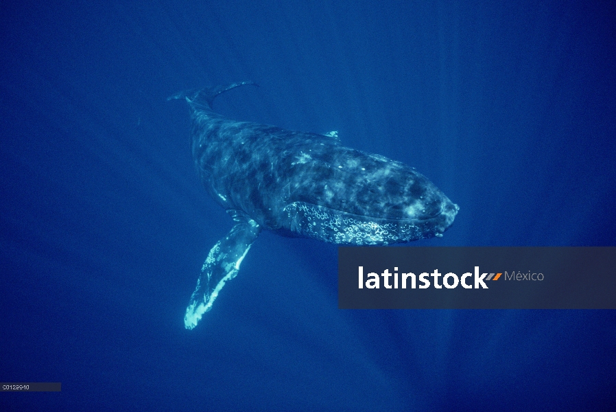 Cantante amable de ballena jorobada (Megaptera novaeangliae), Maui, Hawaii - aviso deberá acompañar 