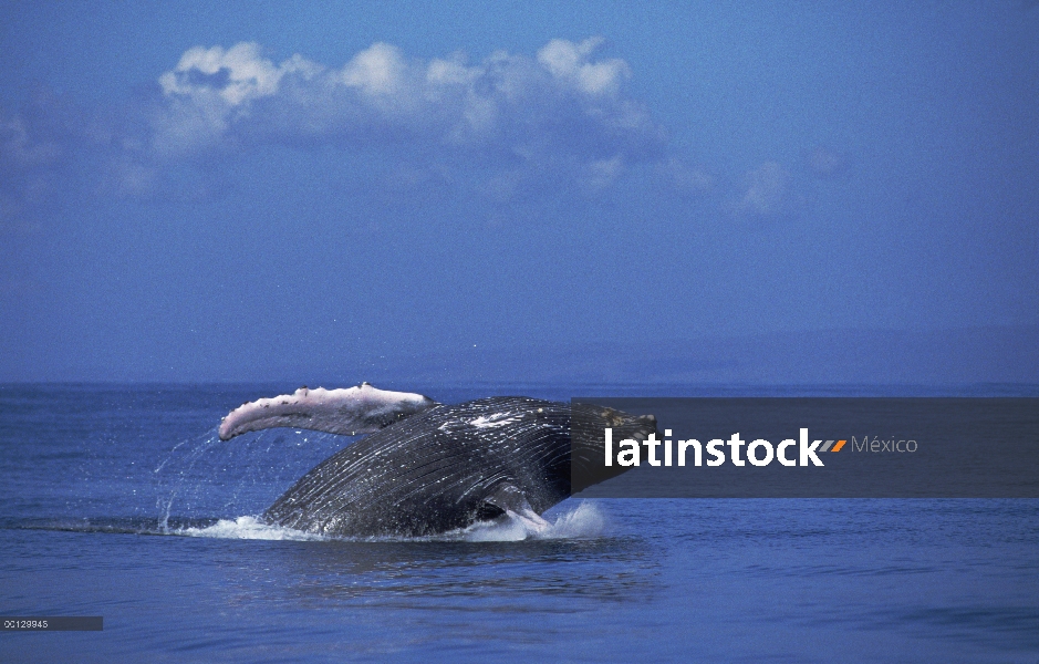 Ballena jorobada (Megaptera novaeangliae) violar, Maui, Hawaii - aviso deberá acompañar la publicaci