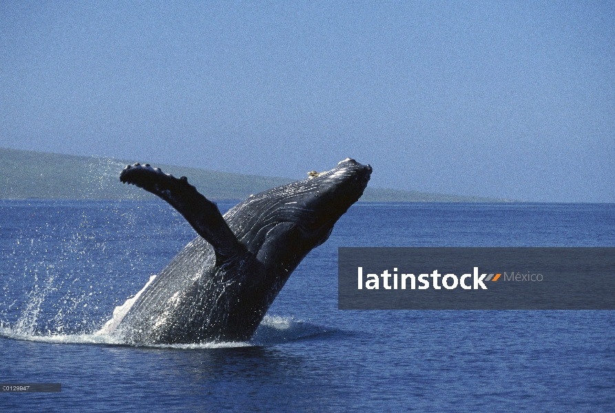 Ballena jorobada (Megaptera novaeangliae) violar, Maui, Hawaii - aviso deberá acompañar la publicaci