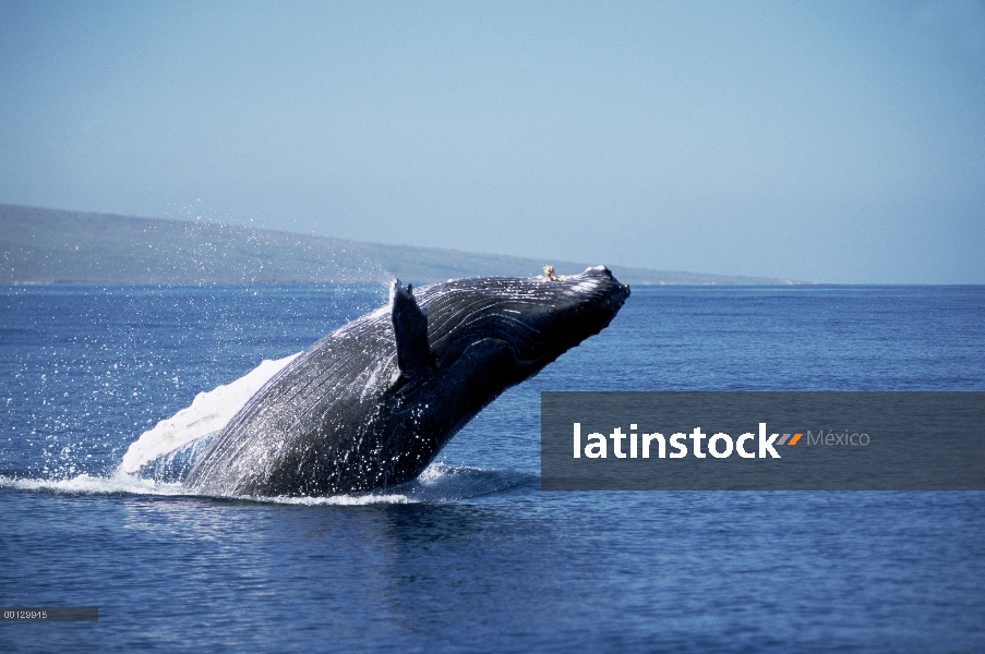 Ballena jorobada (Megaptera novaeangliae) violar, Maui, Hawaii - aviso deberá acompañar la publicaci