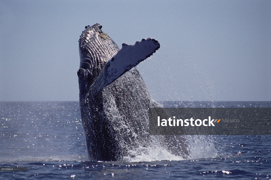 Ballena jorobada (Megaptera novaeangliae) violar, Maui, Hawaii - aviso deberá acompañar la publicaci