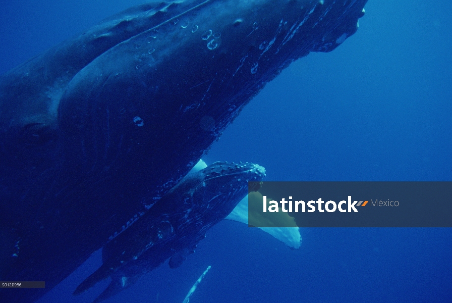 Ballena jorobada (Megaptera novaeangliae) amistoso vaca y becerro, Maui, Hawaii - aviso deberá acomp