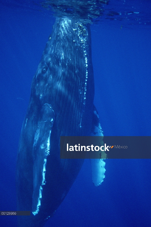 Ballena amigable ballena jorobada (Megaptera novaeangliae) en la superficie, Maui, Hawaii - aviso de