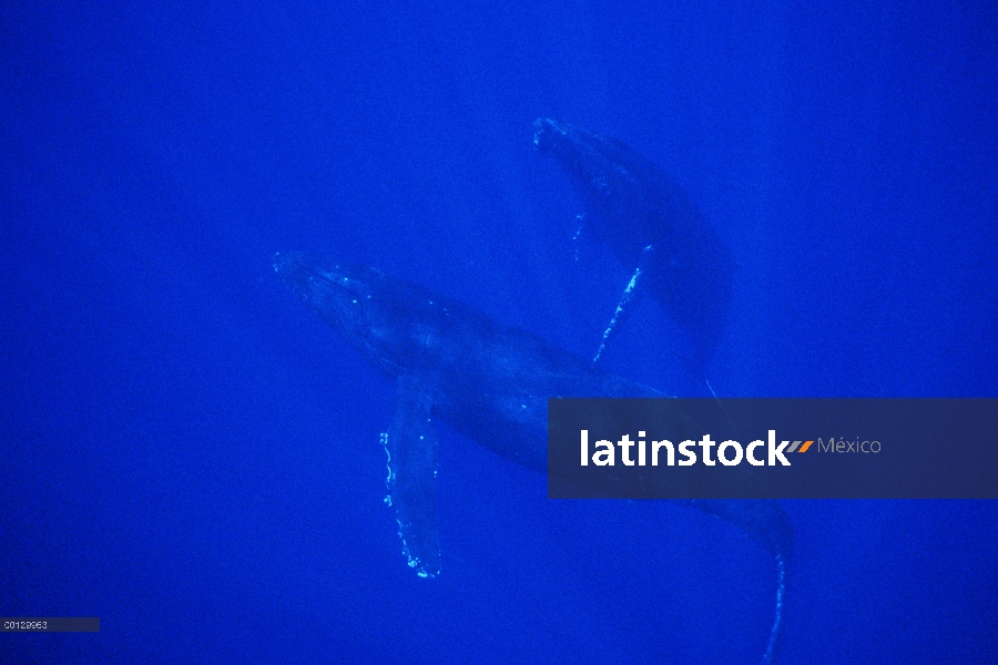 Ballena jorobada (Megaptera novaeangliae) vaca y becerro, Maui, Hawaii - aviso deberá acompañar la p