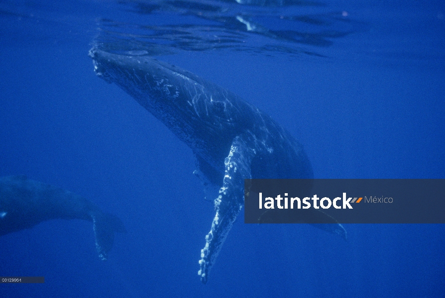 Cantante amable de ballena jorobada (Megaptera novaeangliae), Maui, Hawaii - aviso deberá acompañar 