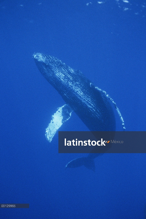 Cantante amable de ballena jorobada (Megaptera novaeangliae), Maui, Hawaii - aviso deberá acompañar 