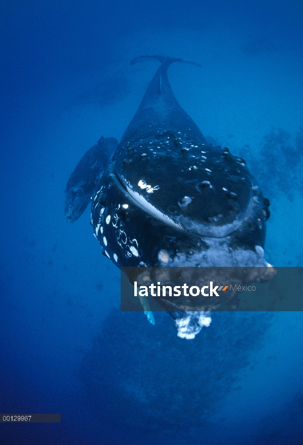 Retrato de la ballena jorobada (Megaptera novaeangliae), Tonga