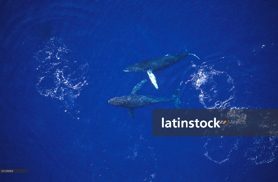 Machos de ballena jorobada (Megaptera novaeangliae) compitiendo para mujer, Maui, Hawaii - aviso deb