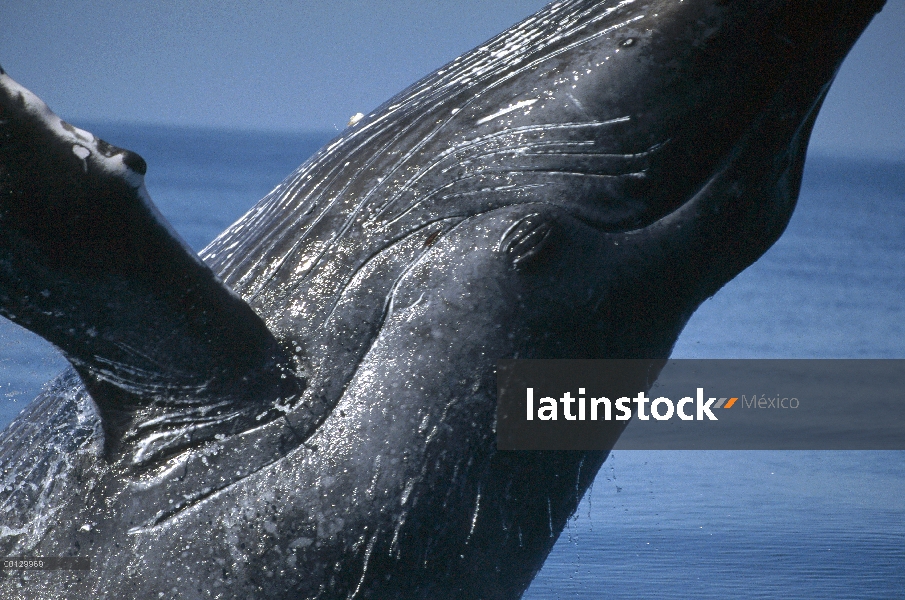 Ballena jorobada (Megaptera novaeangliae) violar, Maui, Hawaii - aviso deberá acompañar la publicaci