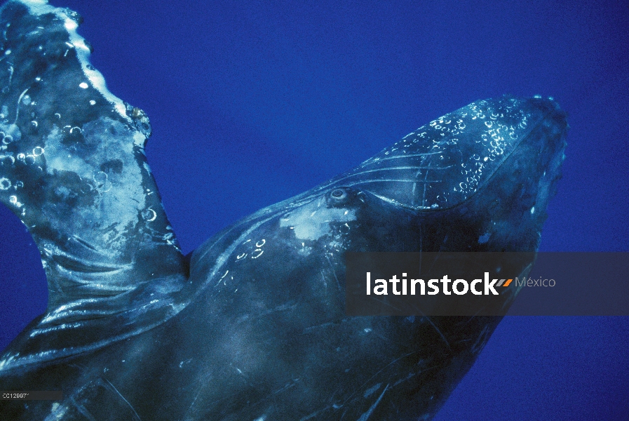 Ballena jorobada (Megaptera novaeangliae) cantante, Maui, Hawaii - aviso deberá acompañar la publica