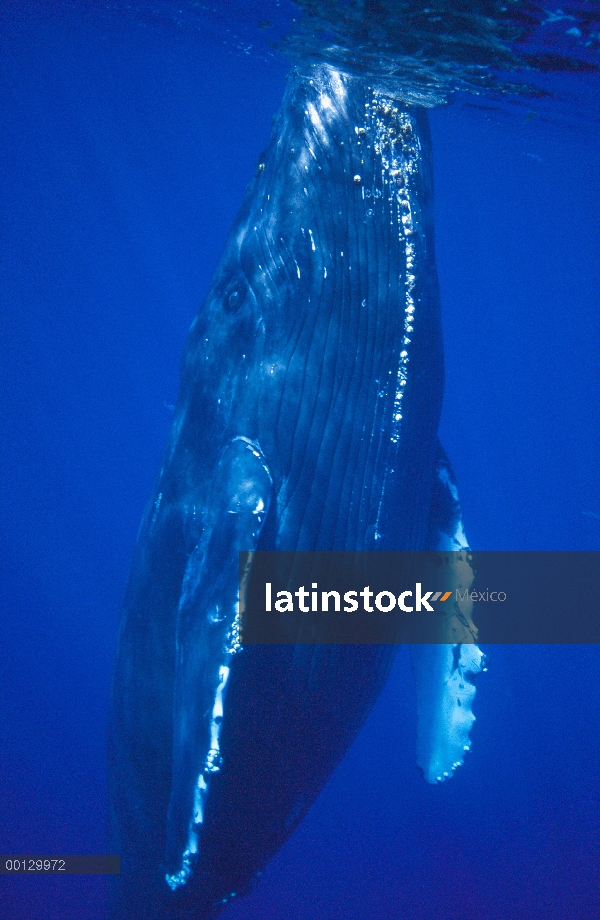 Cantante amigable ballena jorobada (Megaptera novaeangliae) en la superficie, Maui, Hawaii - aviso d