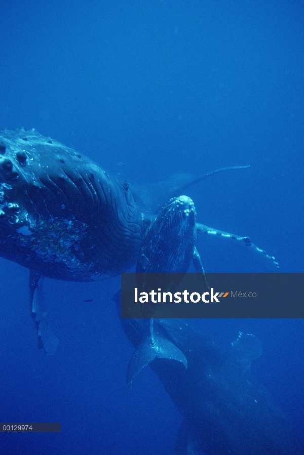 Ballena jorobada (Megaptera novaeangliae) amistoso vaca, becerro y acompañante masculino, Maui, Hawa