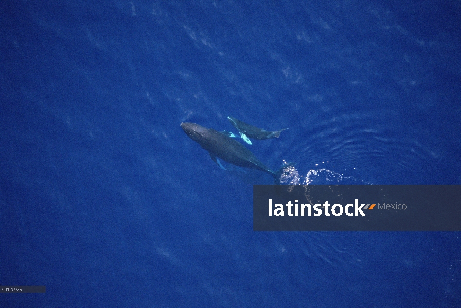 Ballena jorobada (Megaptera novaeangliae) disparo de medición aérea de vaca y becerro, Maui, Hawaii 