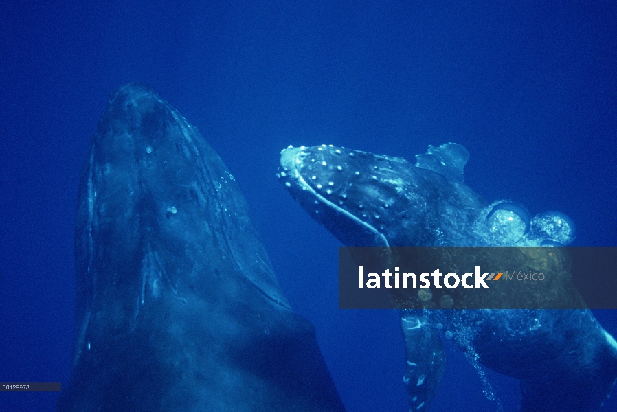 Ballena jorobada (Megaptera novaeangliae) amistoso vaca y becerro, Maui, Hawaii - aviso deberá acomp