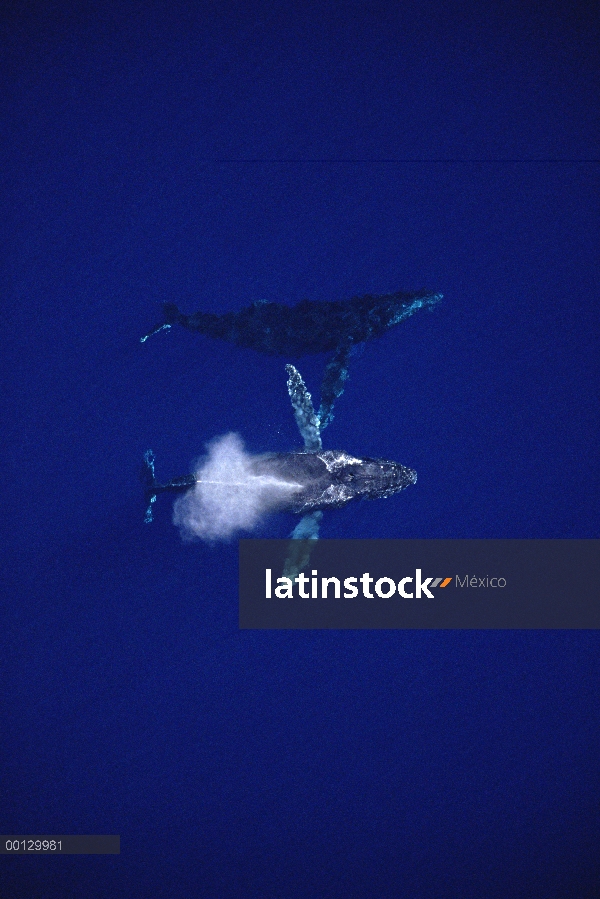 Ballena jorobada (Megaptera novaeangliae) antena de varones compitiendo para mujer, Maui, Hawaii - a