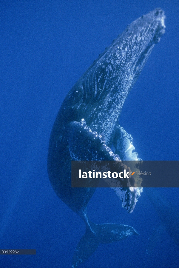 Cantante amable de ballena jorobada (Megaptera novaeangliae), Maui, Hawaii - aviso deberá acompañar 