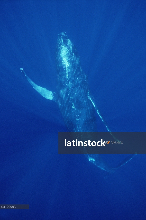 Cantante amable de ballena jorobada (Megaptera novaeangliae), Maui, Hawaii - aviso deberá acompañar 