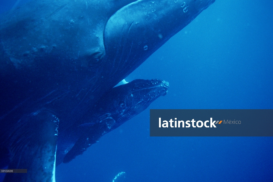 Ballena jorobada (Megaptera novaeangliae) vaca y becerro, Maui, Hawaii - aviso deberá acompañar la p