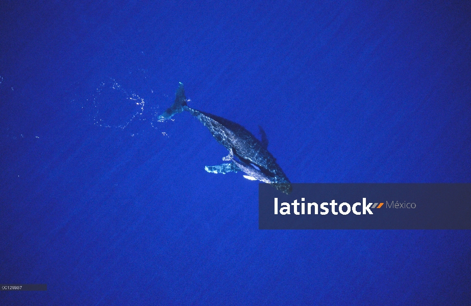 Ballena jorobada (Megaptera novaeangliae) disparo de medición aérea de vaca y becerro, Maui, Hawaii 