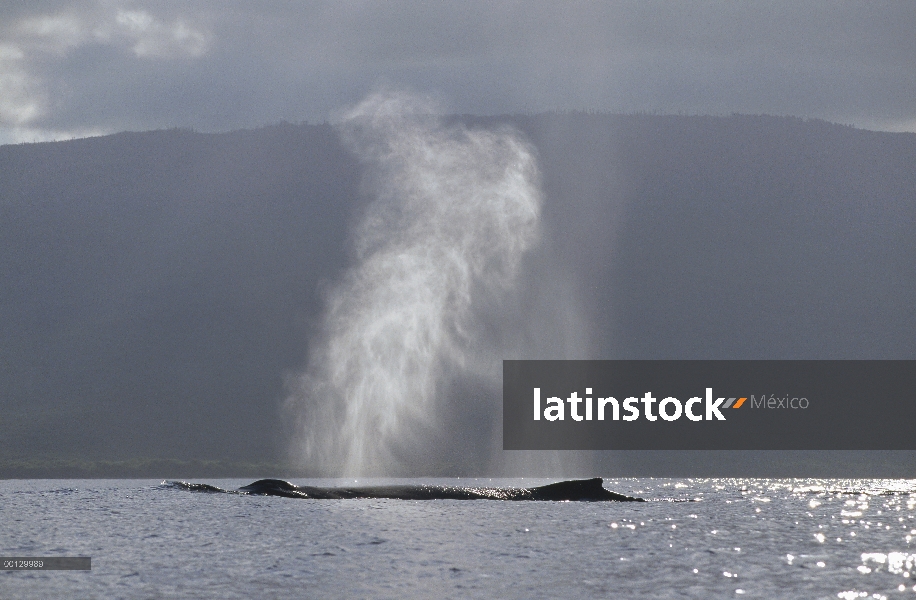 Ballena jorobada (Megaptera novaeangliae) echa en chorro, Maui, Hawaii - aviso deberá acompañar la p