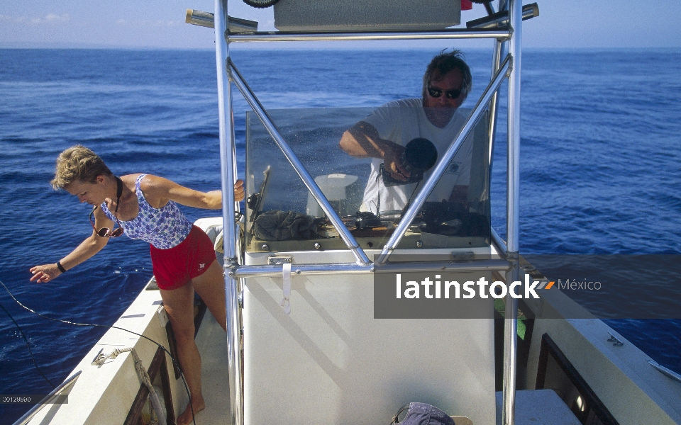 Ballena jorobada (Megaptera novaeangliae) canciones, siendo grabados por el Dr. James Darling y asis