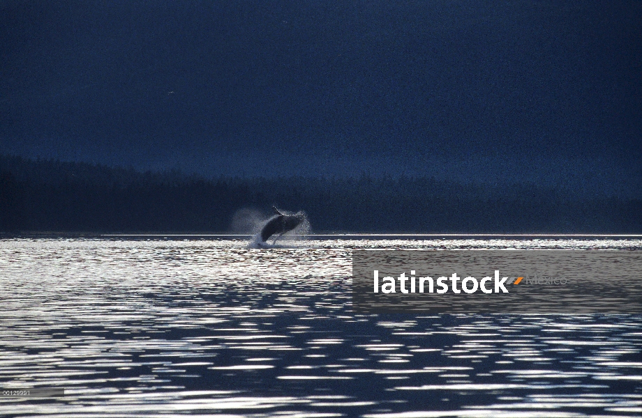 Ballena jorobada (Megaptera novaeangliae) violar, sureste de Alaska