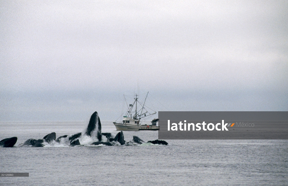 Ballena jorobada (Megaptera novaeangliae) gulp cooperativa de alimentación cerca de barco de pesca c