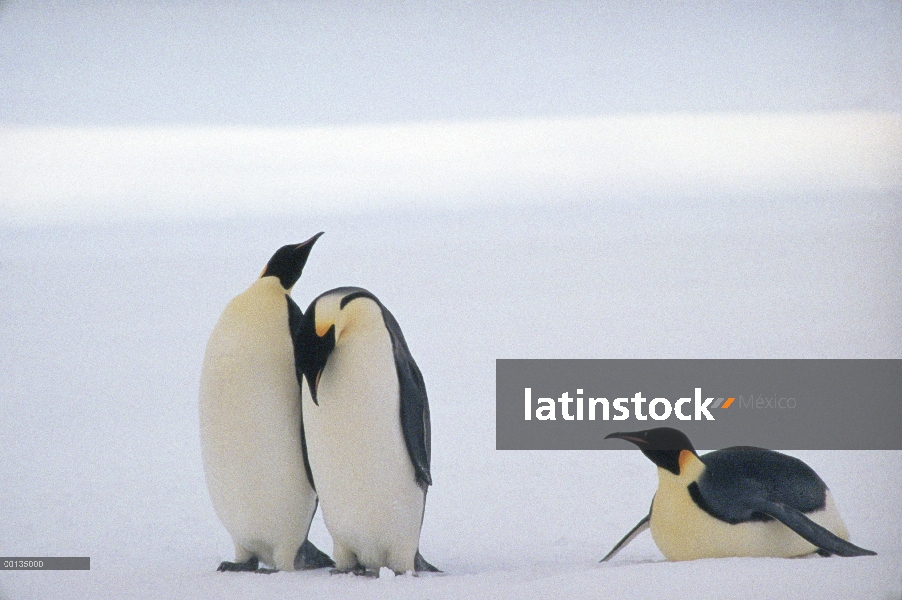 Pingüino emperador (Aptenodytes forsteri) tres buscando la colonia de grajos, pueden andar 100 milla