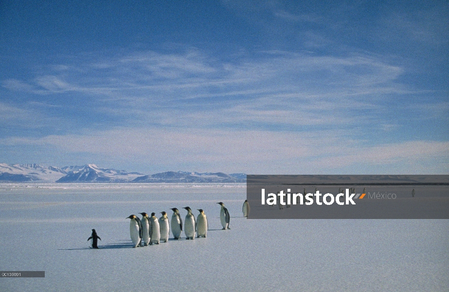 Grupo del pingüino de emperador (forsteri de Aptenodytes) en el borde de hielo con solitario pingüin