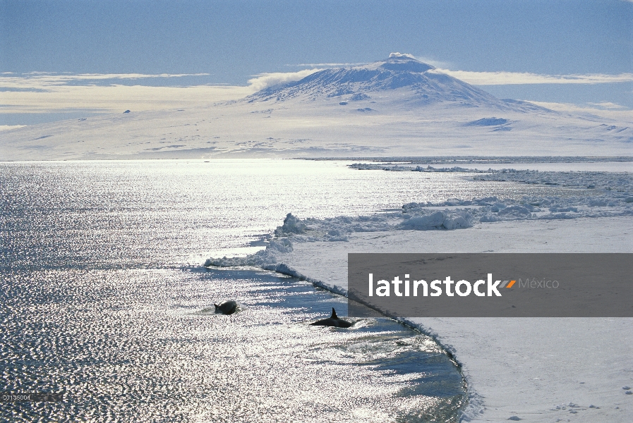 Par de Orca (Orcinus orca) a lo largo del borde del hielo, Mt Erebus en fondo, Antártida