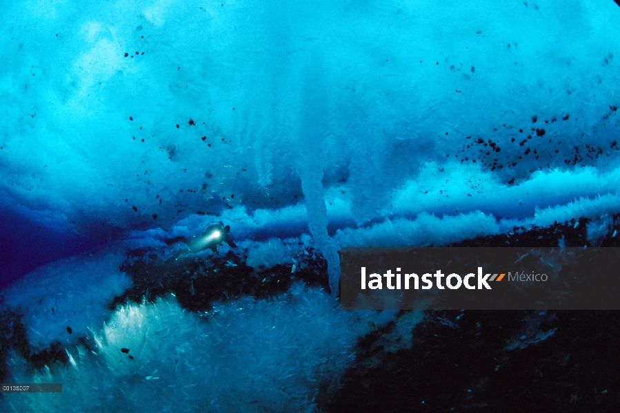 Buzo explorar ancla hielo y salmuera canales bajo el agua, el hielo marino, Antártida