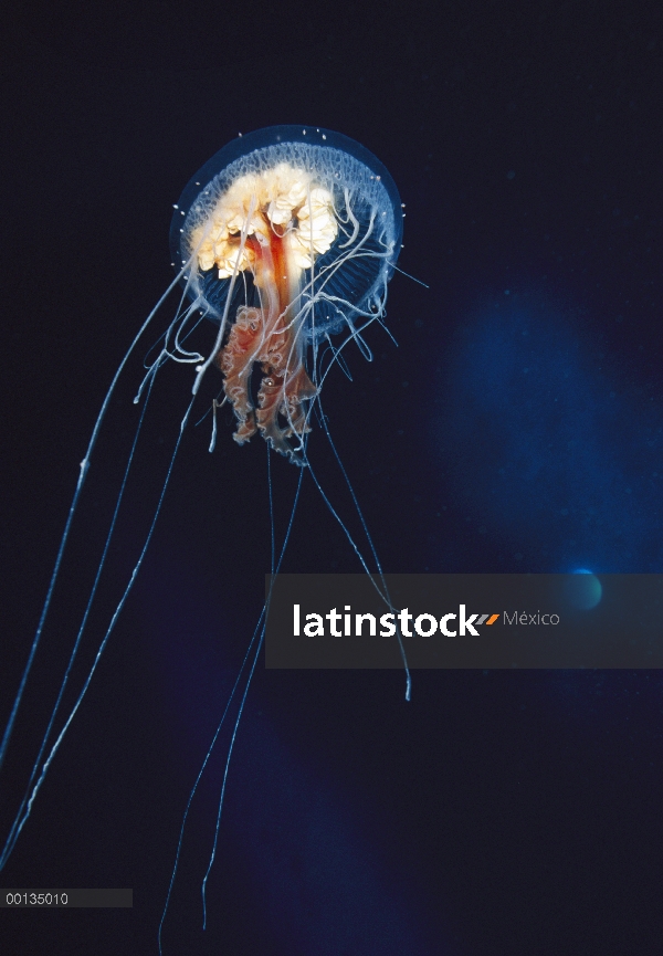 Medusa (Diplulmaris antarctica) 18 centímetros de diámetro, numerosos anfípodos en asociación, Antár