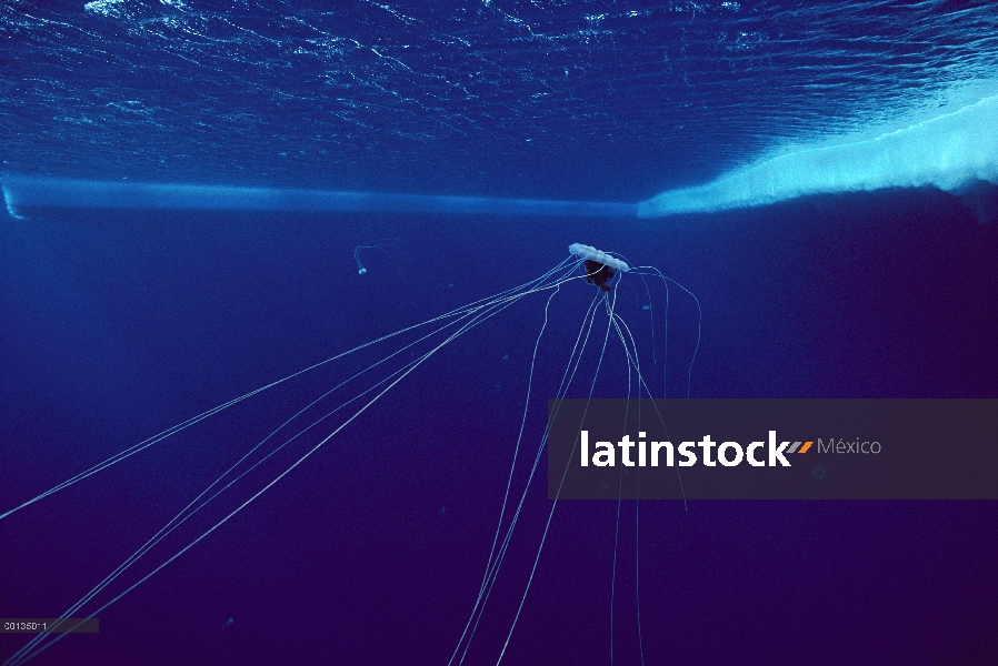 Medusa (Desmonema glaciale) ocurre cerca de la superficie, bell puede alcanzar más de un metro de di