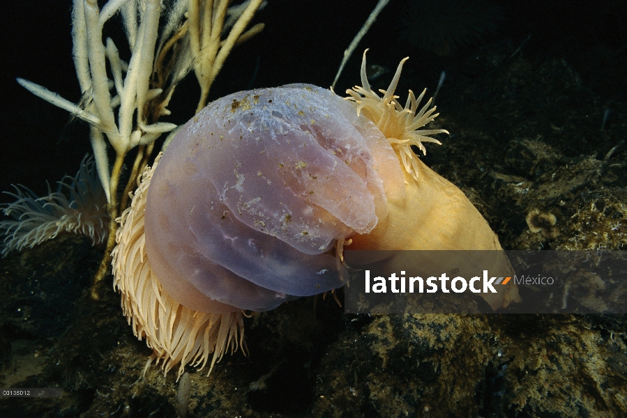 Anémona de mar (Urticinopsis antarctica) par adjunta y se alimenta de una jalea o Medusa, Antártida
