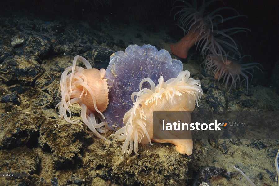 Ataque dos anémonas de mar (Urticinopsis antarctica) y alimentan una jalea o Medusa, el pie de una a