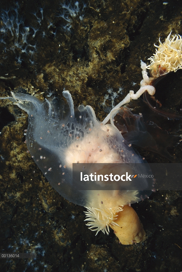 Ataque dos anémonas de mar (Isotealia antarctica) y alimentan una medusa (Diplulmaris antarctica), A