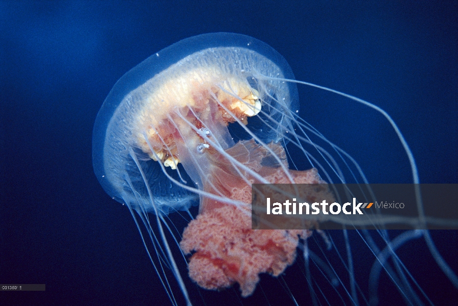 Medusa (Diplulmaris antarctica) con varios bell de anfípodos (Hyperiella dilatata) puede llegar a 18